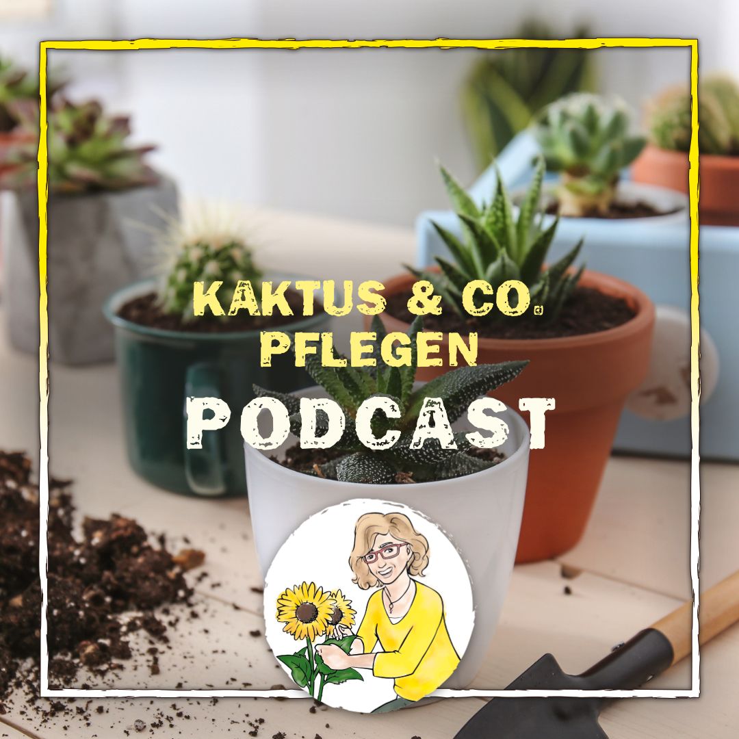 Kaktus Podcast