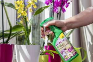 Orchideen werden mit BioKraft Vitalkur für Orchideen besprüht