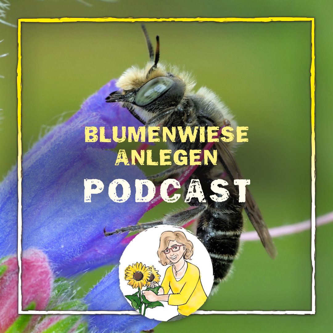 Podcast: Blumenwiese anlegen