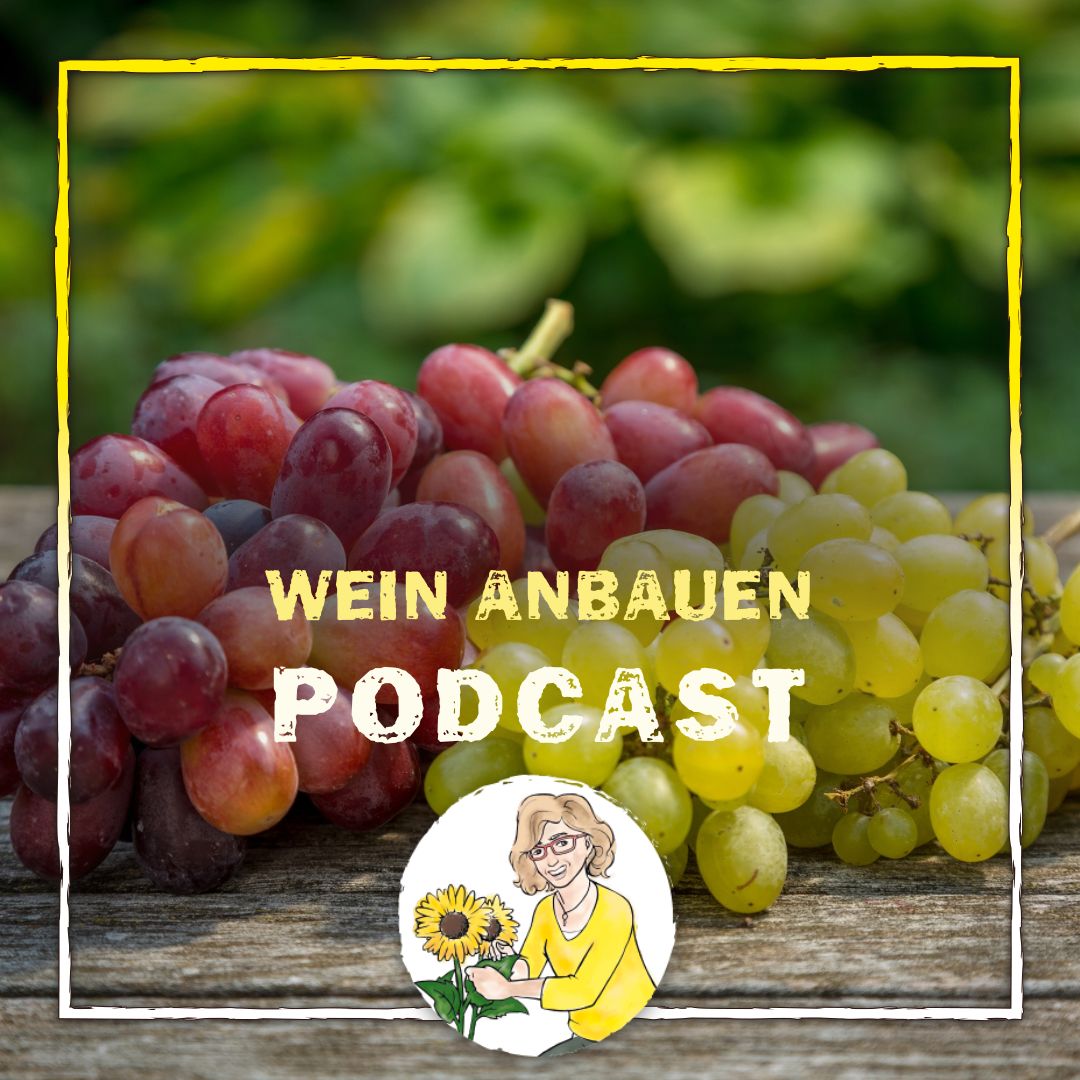 Podcast Wein 