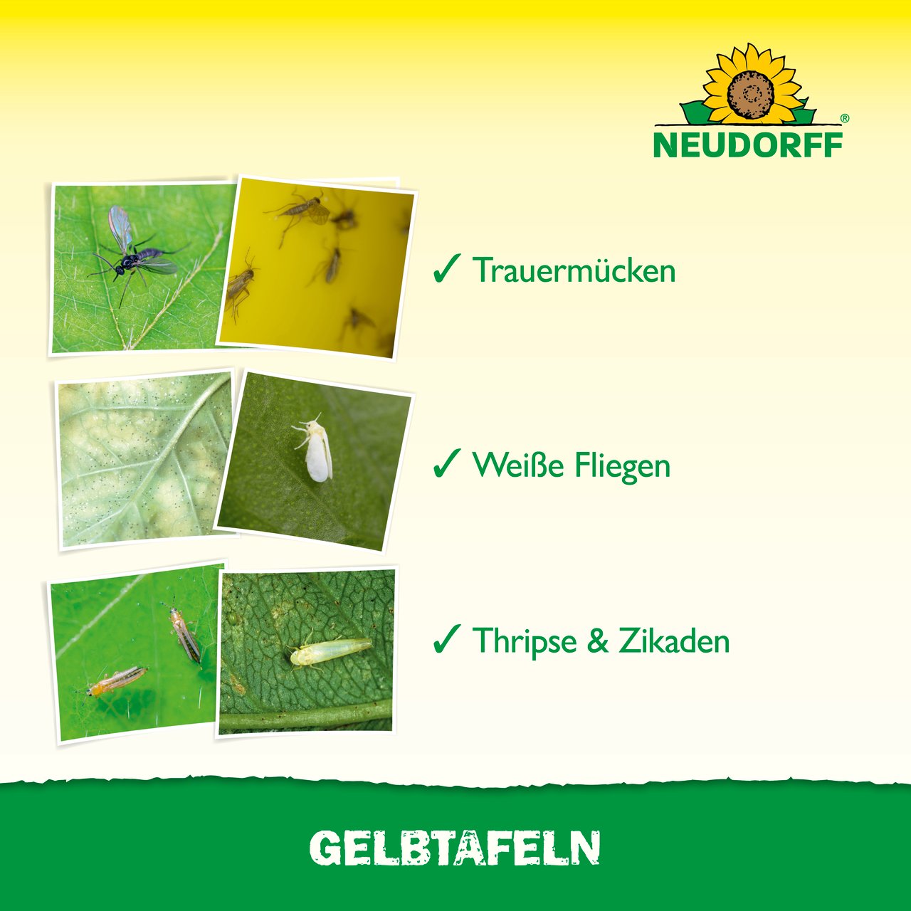Gelbtafeln: Klebrige Insektenfallen