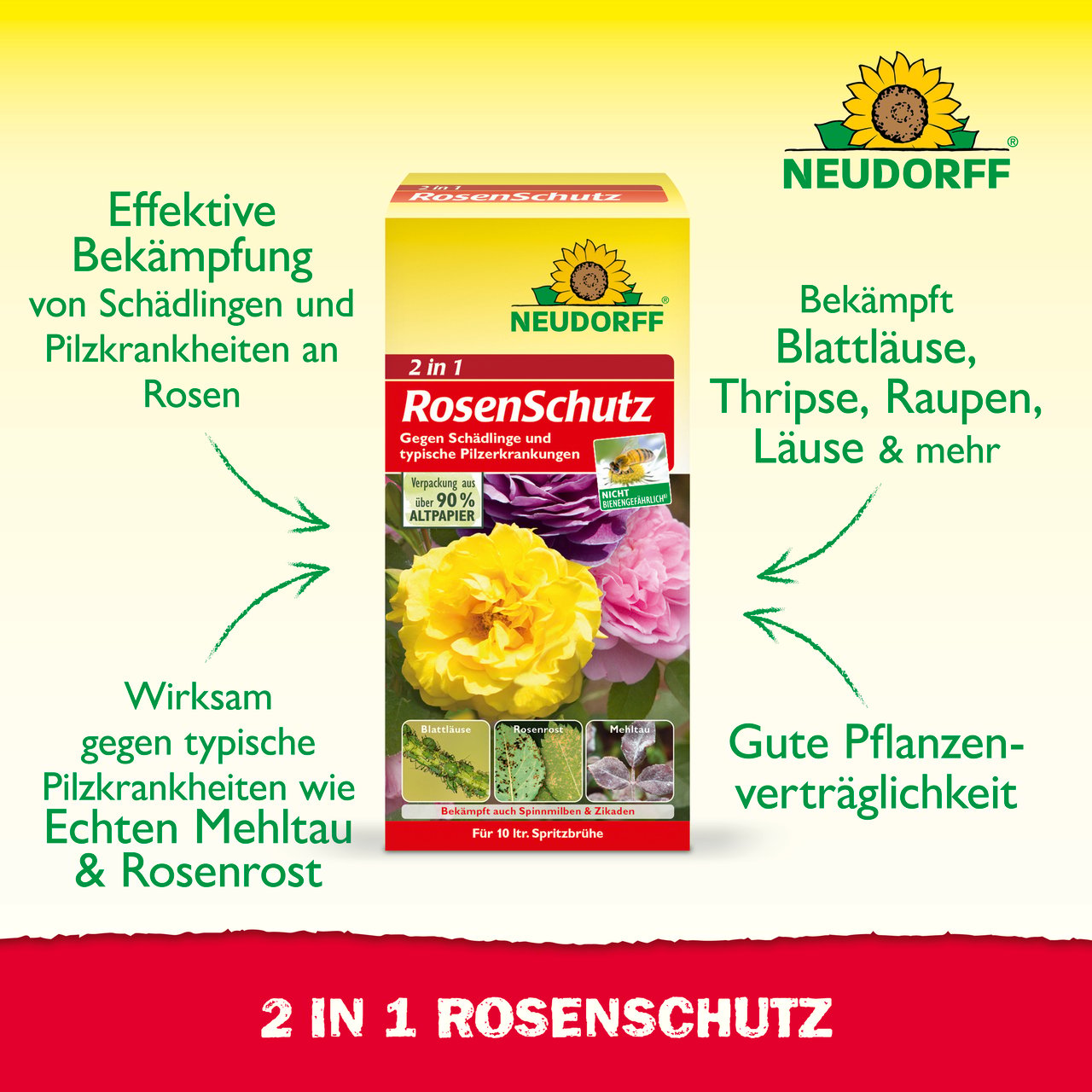 rhododendron für halbschatten Rhododendron Catawbiense Grandiflorum | 100-120 cm mit Wurzelballen