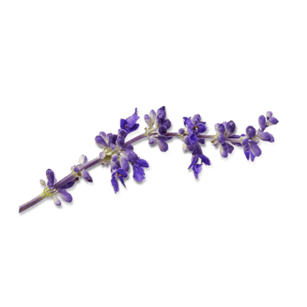 Kontakt Neudorff kontaktieren!