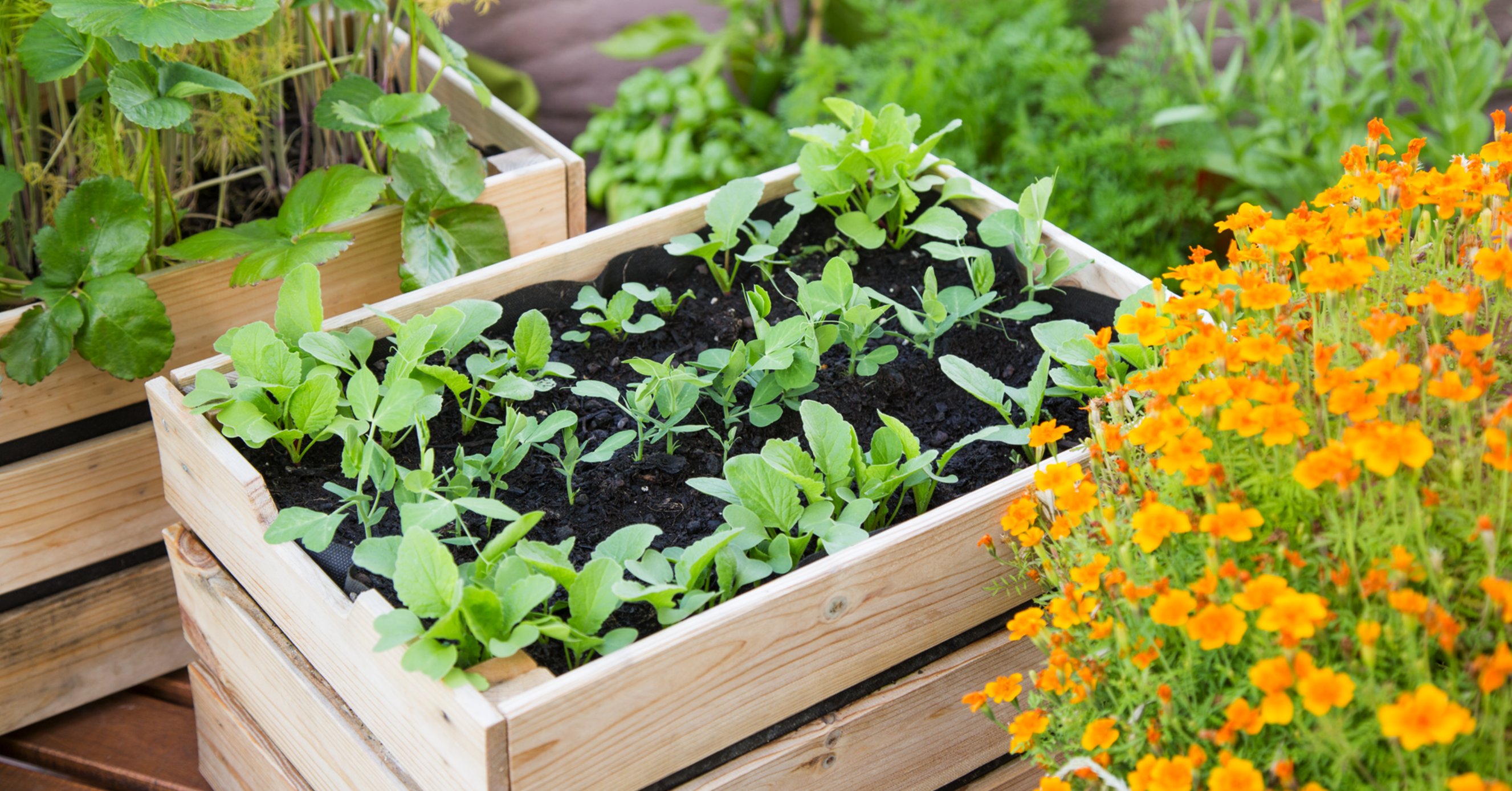 Auf Balkon und Terrasse könnt ihr gut Gemüse in Kisten anbauen
