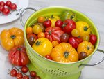 Tomaten im Topf pflanzen