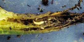 Wurzelfliegenlarve an Zucchini