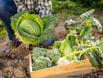 Brokkoli, Grünkohl, Kohlrabi und Co anbauen
