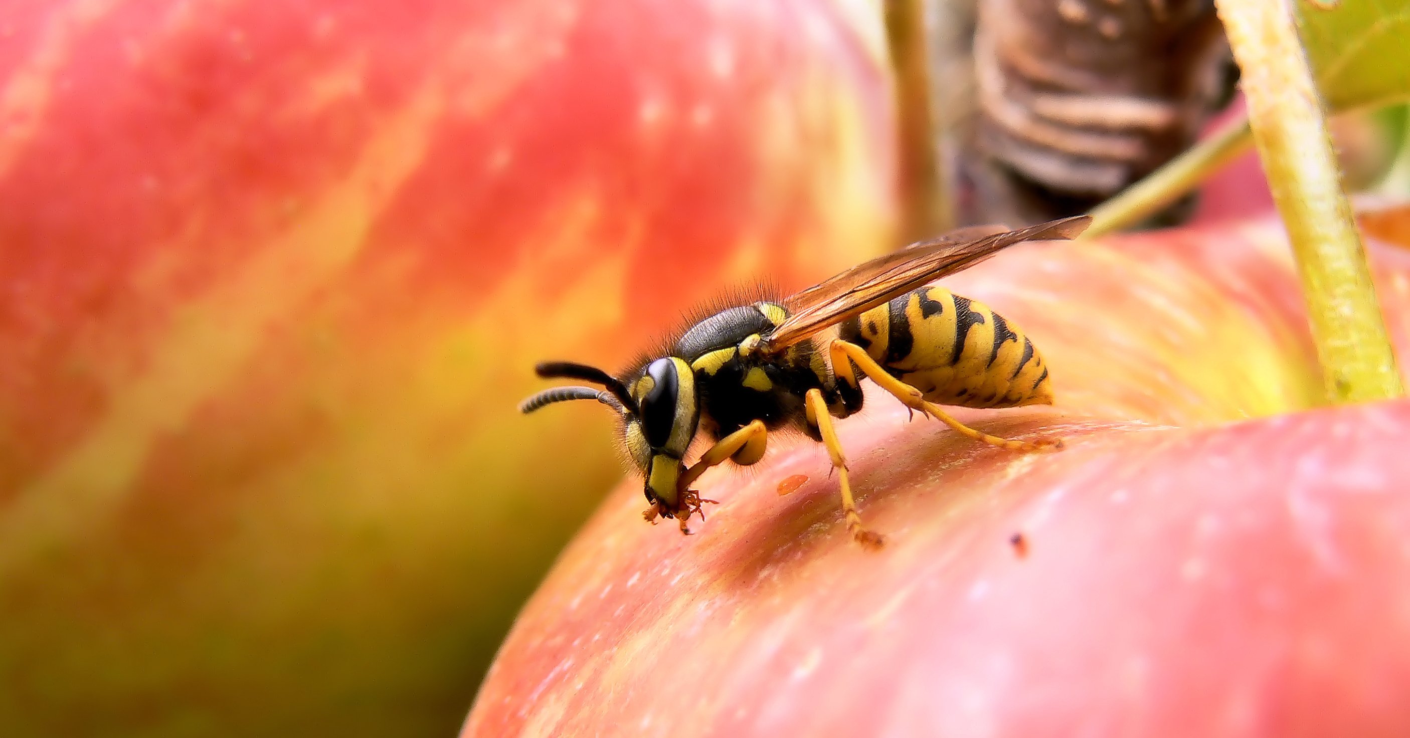Wespe auf Apfel