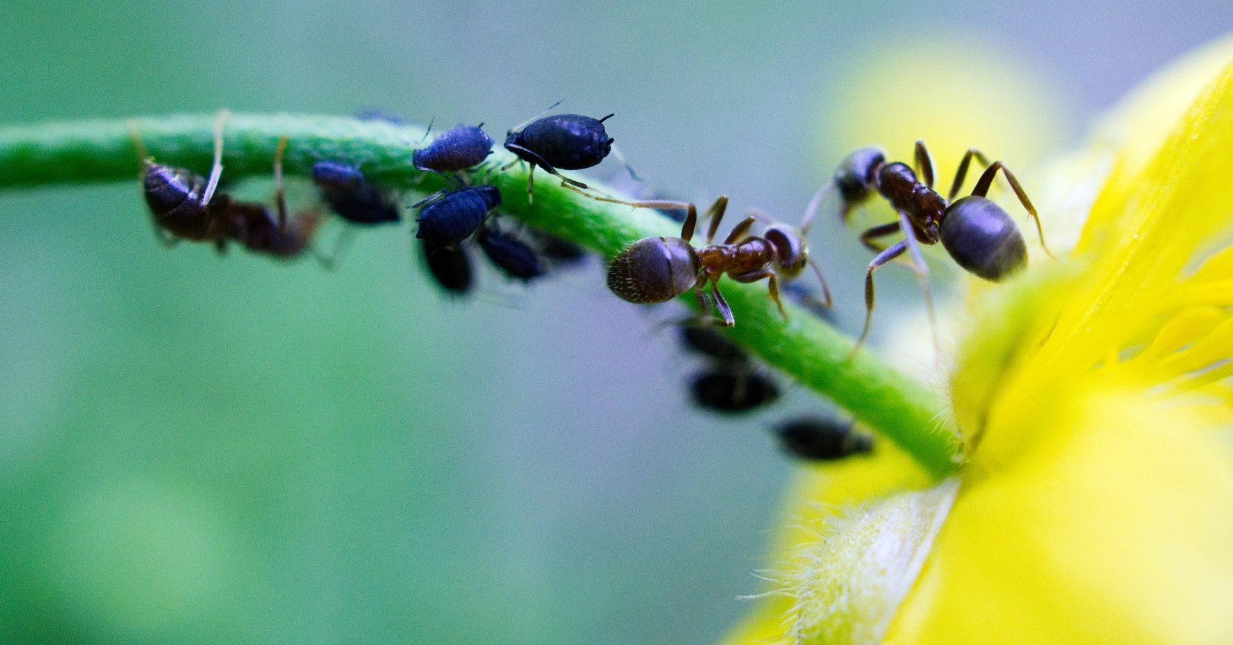 Ameisen an Pflanzen