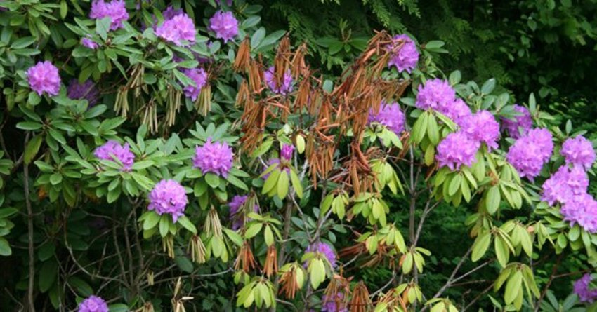 Rhododendron-Welke