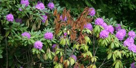 Rhododendron-Welke