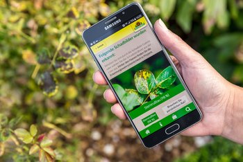 Unerlässlich für Pflanzenfreunde: Pflanzendoktor-App mit automatischer Schadbilderkennung