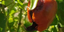 Blütenendfäule an Chilis