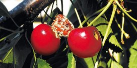 Monilia-Fruchtfäule an Kirschen