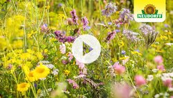 Blumenwiese anlegen - WildgärtnerFreude Bienengarten