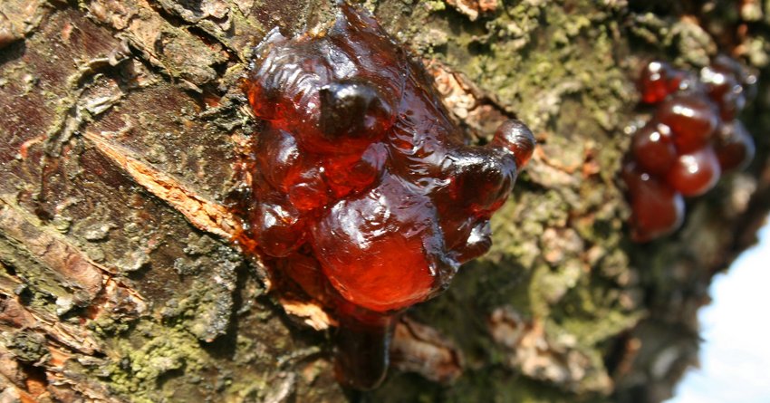 Gummifluss am Kirschbaum