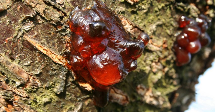 Gummifluss am Nektarinenbaum