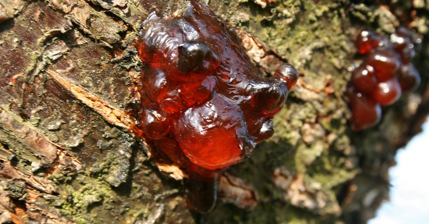 Gummifluss am Pfirsichbaum