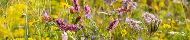 Bunte Blumenwiese Wildgärtner Freude – ein Paradies für Bienen, das aus Saatgut entsteht