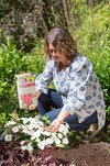 Organischer Dünger für Blüten-Explosion bei Hortensien