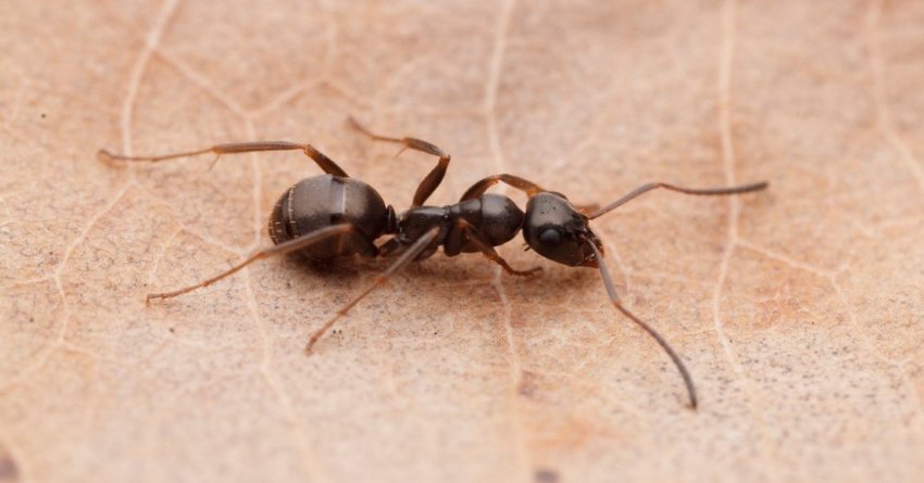 Lästlinge: Ameisen