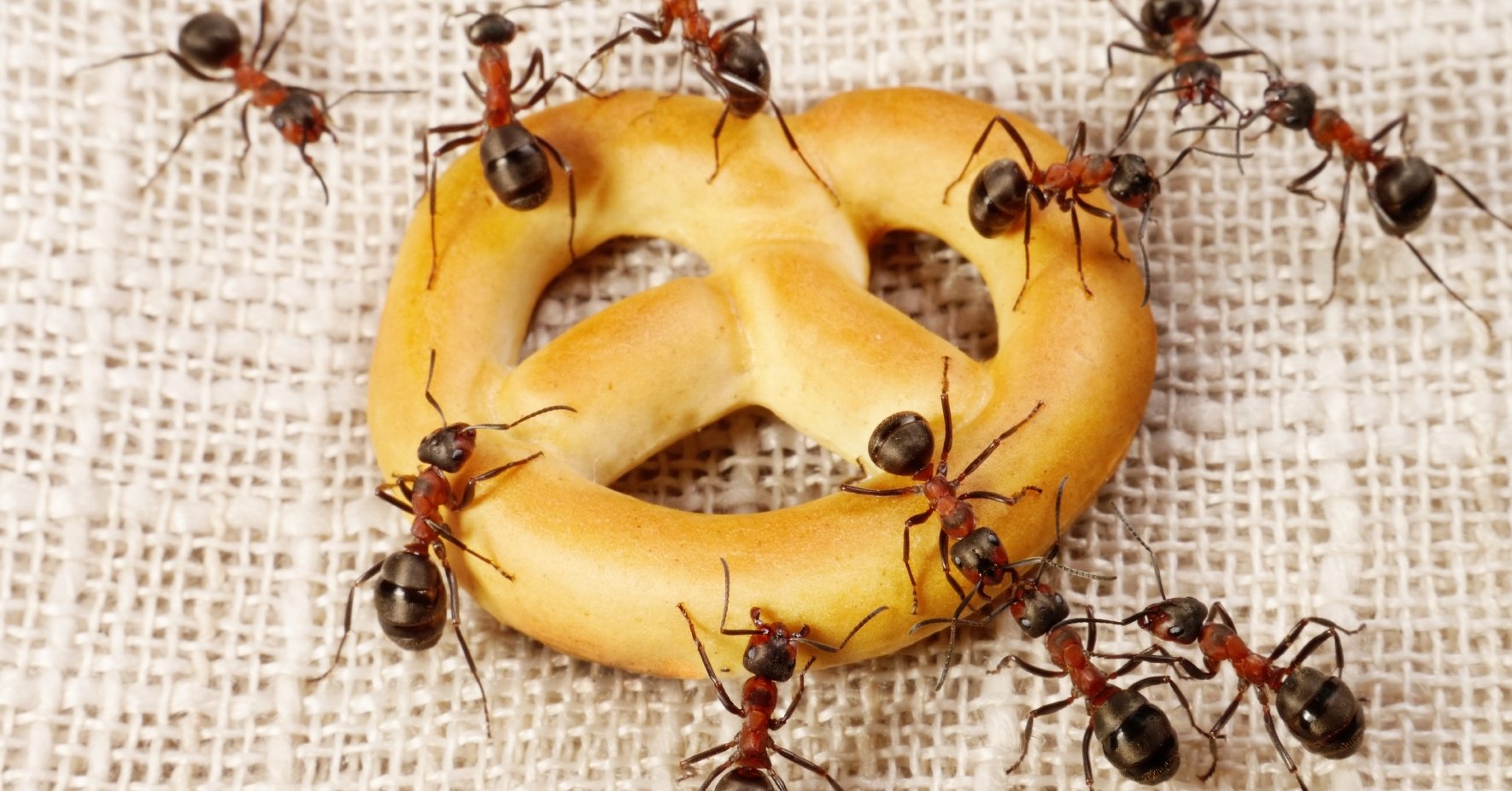 Ameisen essen süßes Gebäck