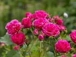 Rosen pflanzen: Schritt für Schritt erklärt