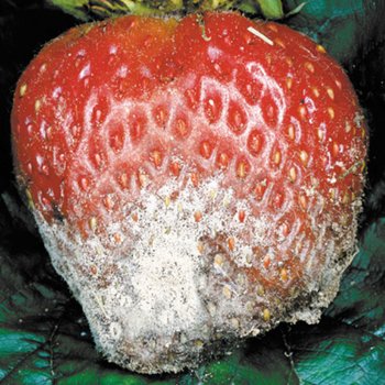 Erdbeeren pflege