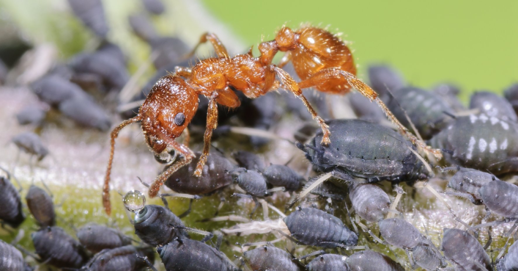 Ameisen sind für den Pflanzenschutz im Garten nicht vorteilhaft