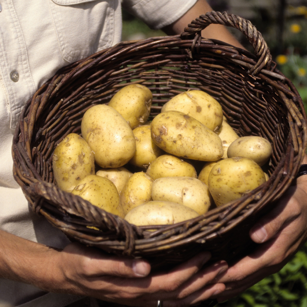 Neudorff: Kartoffeln (Solanum tuberosum)