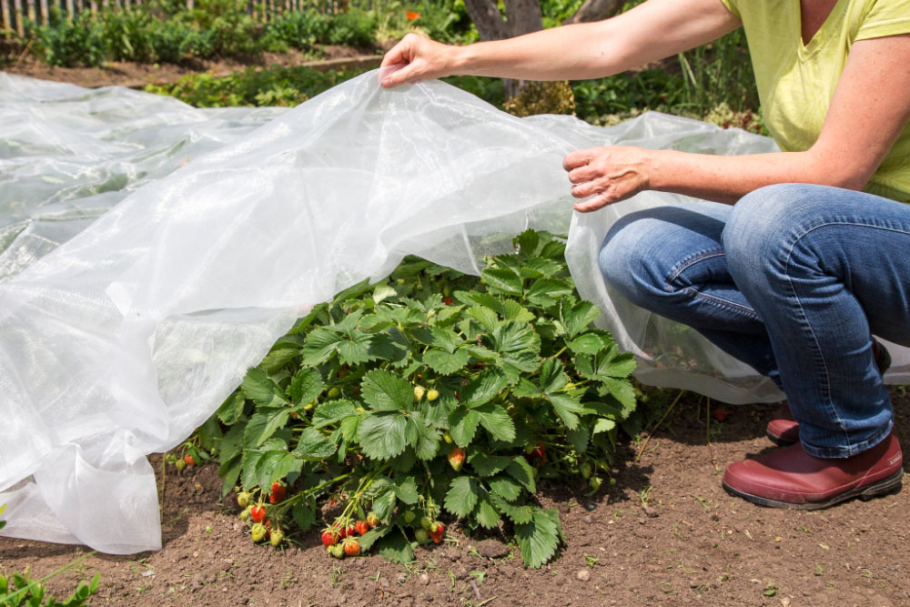 Ein SchädlingsschutzNetz schützt Gemüse vor Schädlingsbefall
