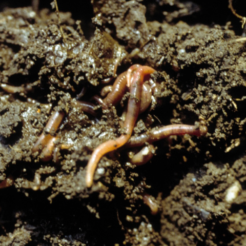 Kompostwürmer kriechen durch den Kompost