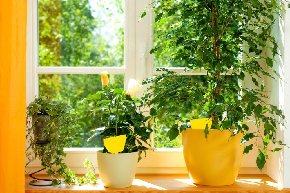 Schädlingsermittlung mit Gelb-Stickern an Zimmerpflanzen