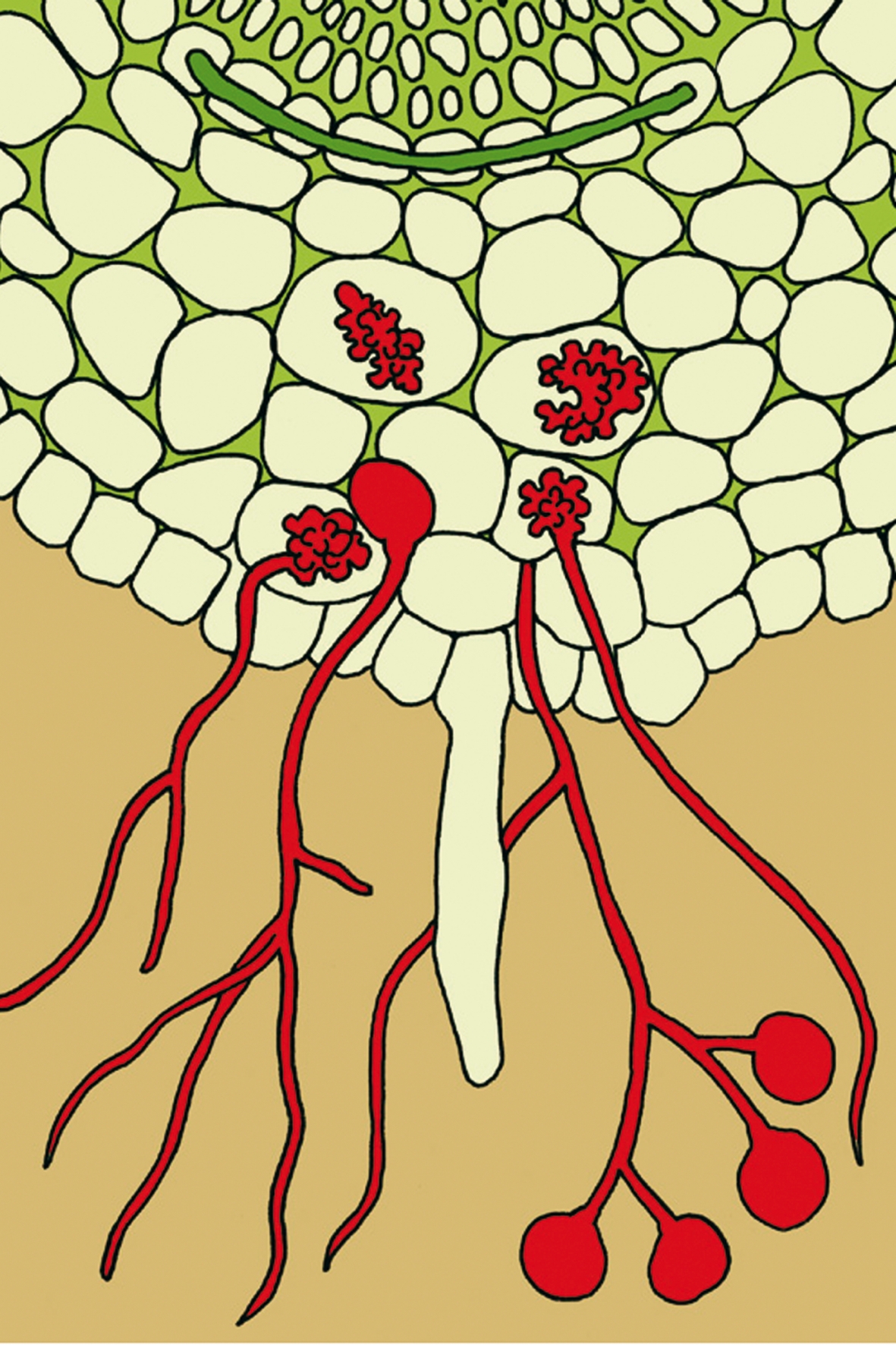 Mykorrhiza