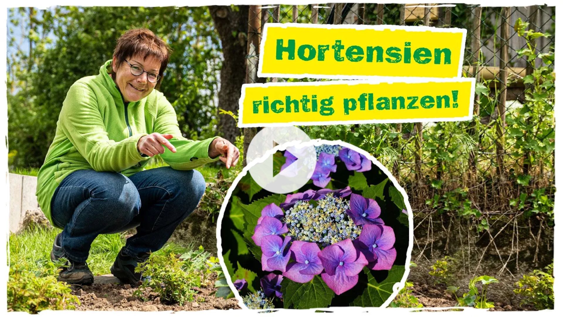 Hortensien richtig pflanzen